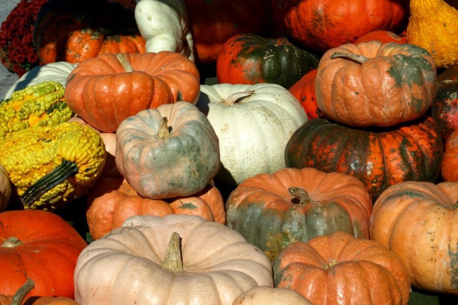 When to Plant Pumpkins in Sc