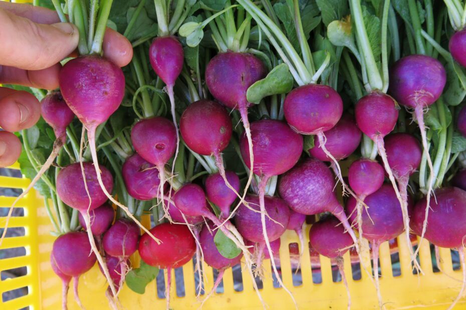 When to Plant Radishes in Nc