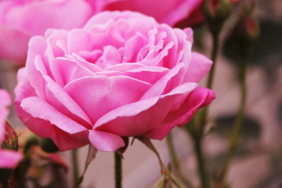 When to Plant Roses in Michigan