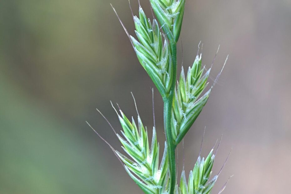 when to plant rye grass in arkansas