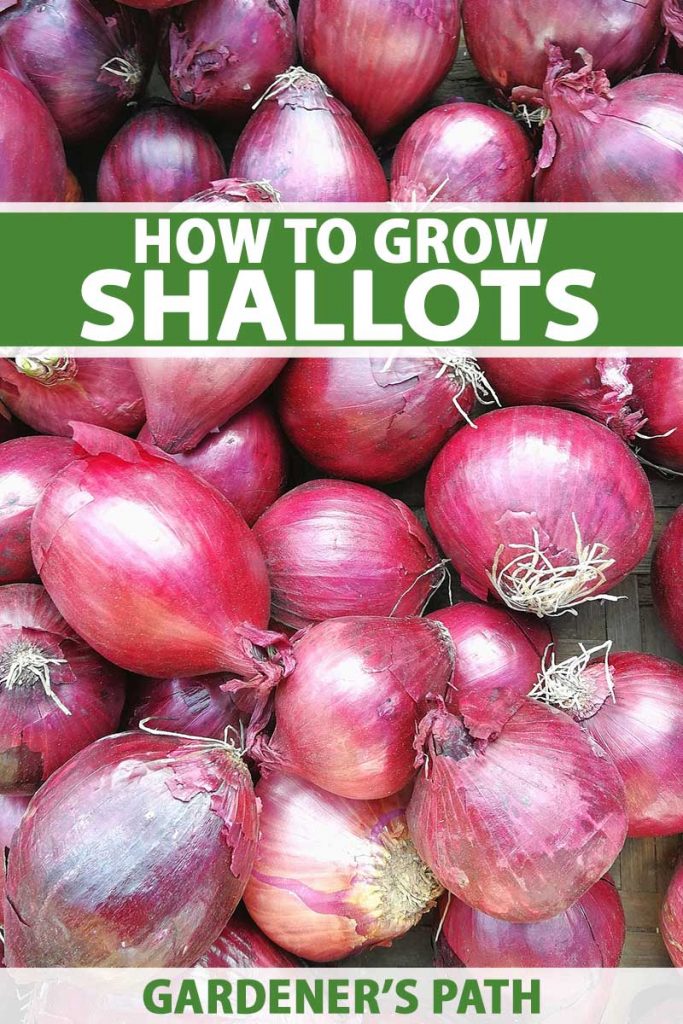 When to Plant Shallots in Zone 6