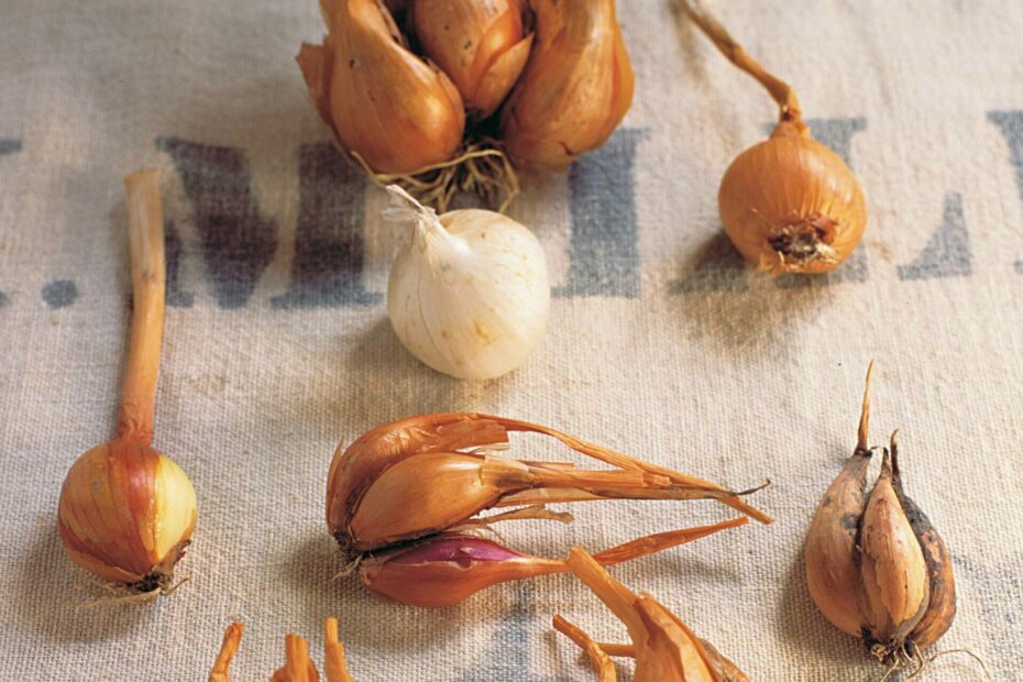 When to Plant Shallots Zone 5