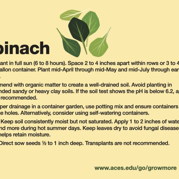 when to plant spinach in alabama