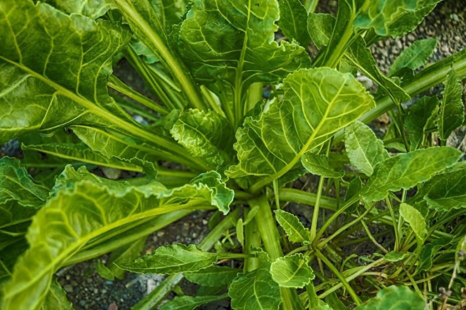 When to Plant Spinach in Colorado