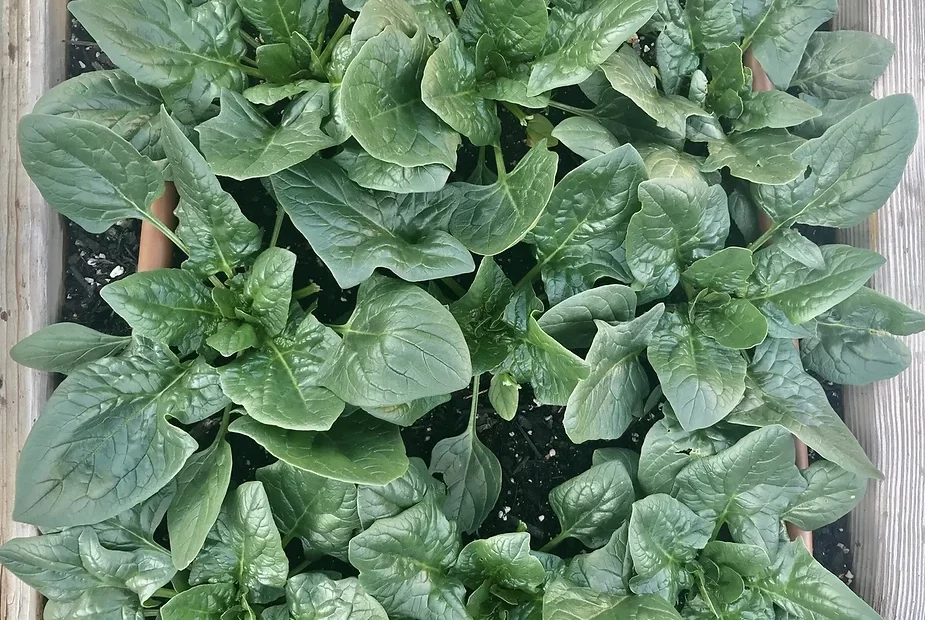 when to plant spinach in texas