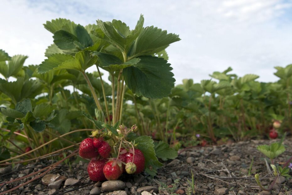 when to plant strawberries in idaho