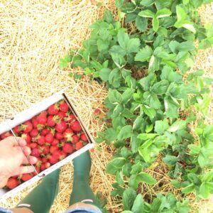 When to Plant Strawberries in Kentucky