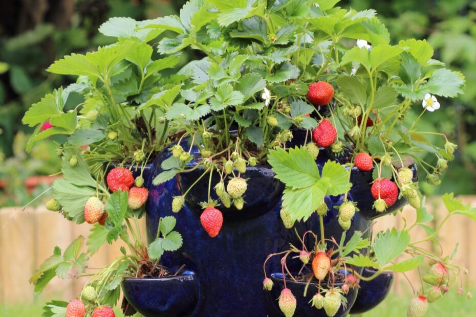 When to Plant Strawberries in Oklahoma