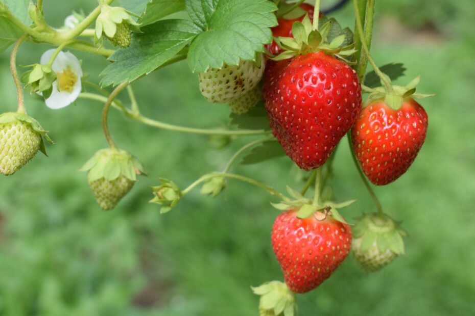 when to plant strawberries in tn