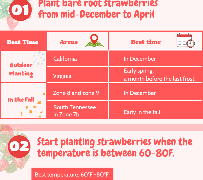 When to Plant Strawberries in Zone 7a