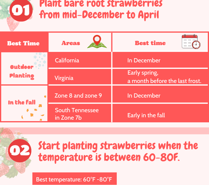 when to plant strawberries in zone 7a