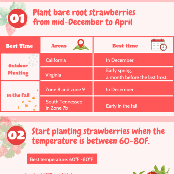 when to plant strawberries in zone 7b