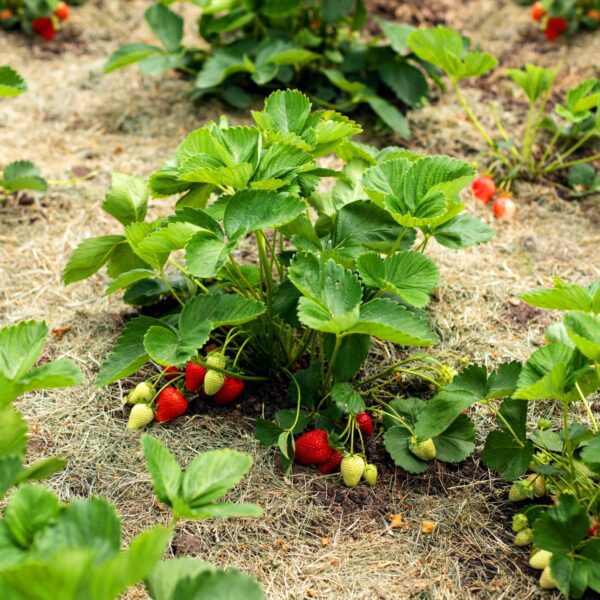 when to plant strawberries in zone 9b