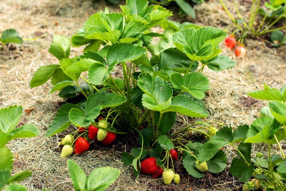 when to plant strawberries in zone 9b