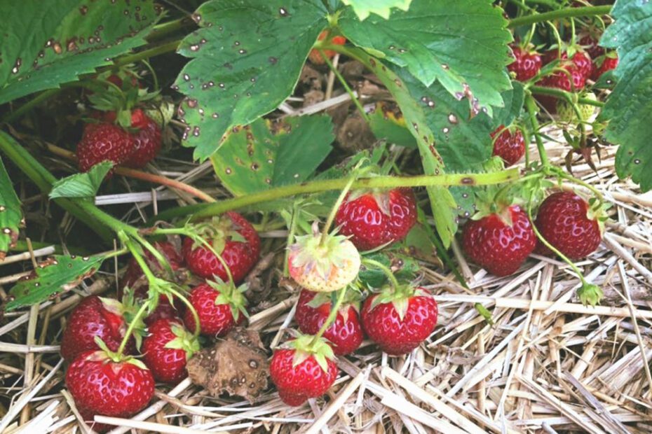 When to Plant Strawberries Wisconsin