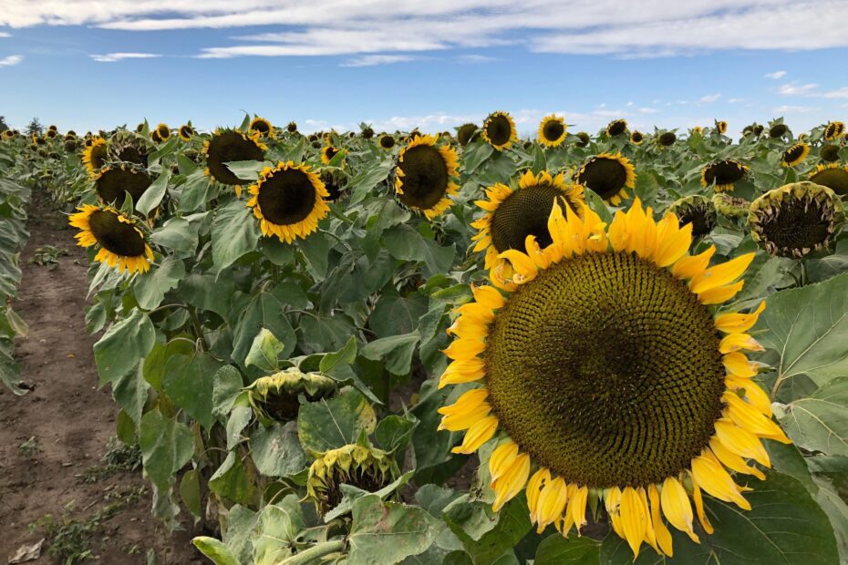 When to Plant Sunflowers in Iowa