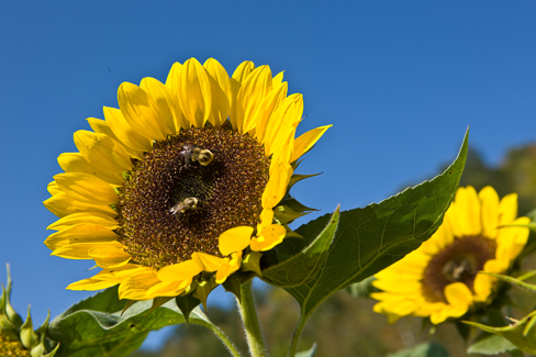 When to Plant Sunflowers in Kentucky