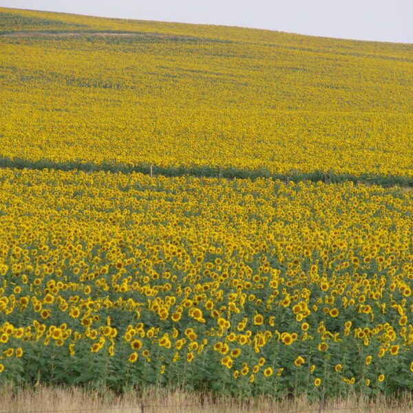 when to plant sunflowers in mississippi scaled