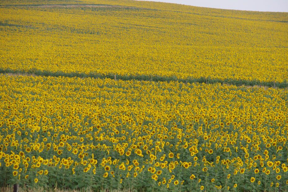 when to plant sunflowers in mississippi scaled