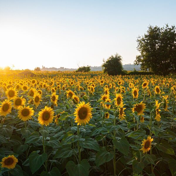 when to plant sunflowers in tennessee