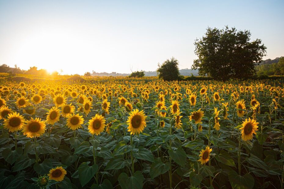 when to plant sunflowers in tennessee