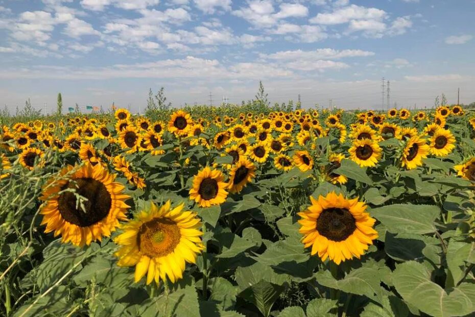 When to Plant Sunflowers in Utah