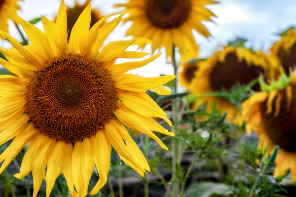 when to plant sunflowers in washington state