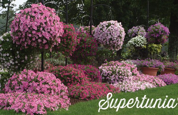 when to plant supertunias