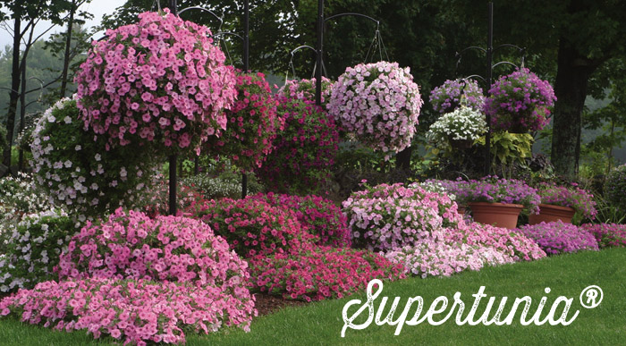 when to plant supertunias