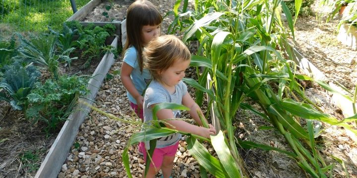 When to Plant Sweet Corn in Oklahoma