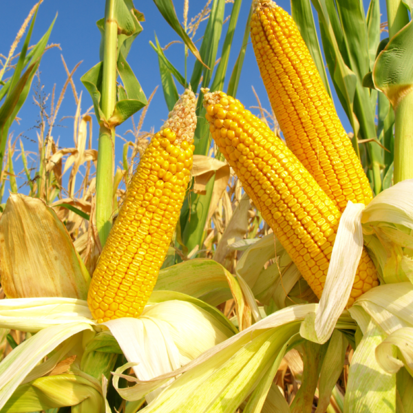 when to plant sweet corn in texas