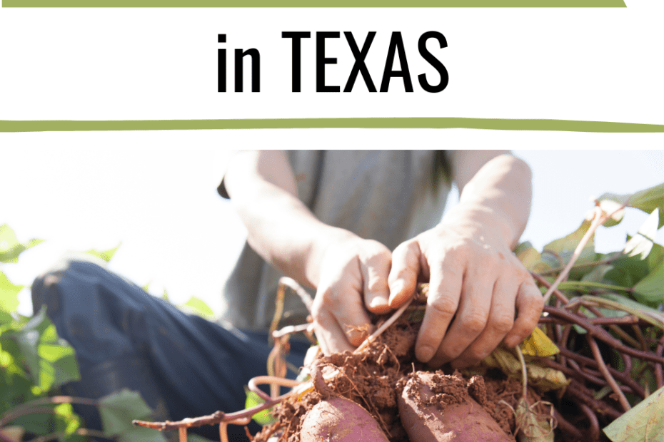 When to Plant Sweet Potatoes in Texas