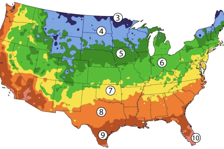 when to plant sweet potatoes in zone 7