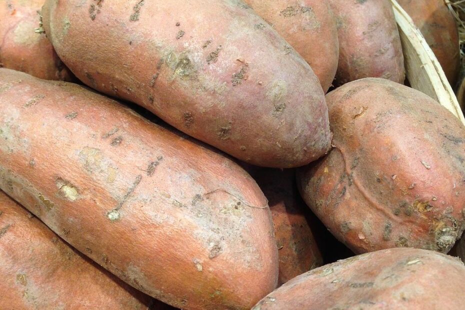 When to Plant Sweet Potatoes in Zone 8a