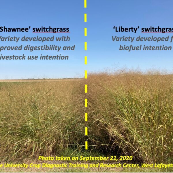 when to plant switchgrass