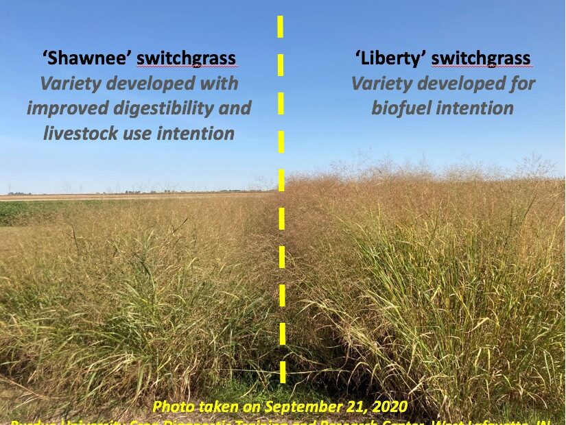 when to plant switchgrass