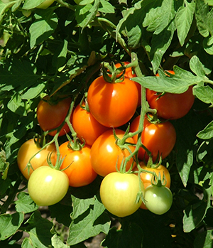 When to Plant Tomatoes in Colorado