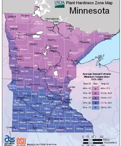 When to Plant Tomatoes in Minnesota