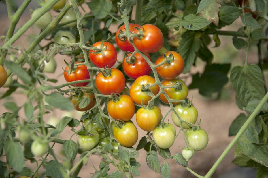 When to Plant Tomatoes in Mississippi