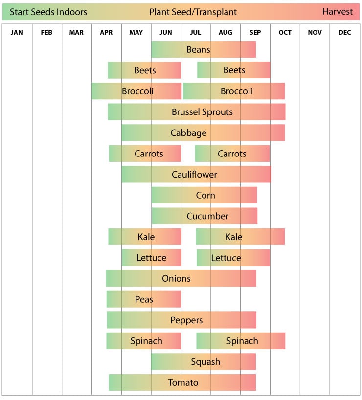 When to Plant Tomatoes in New Mexico