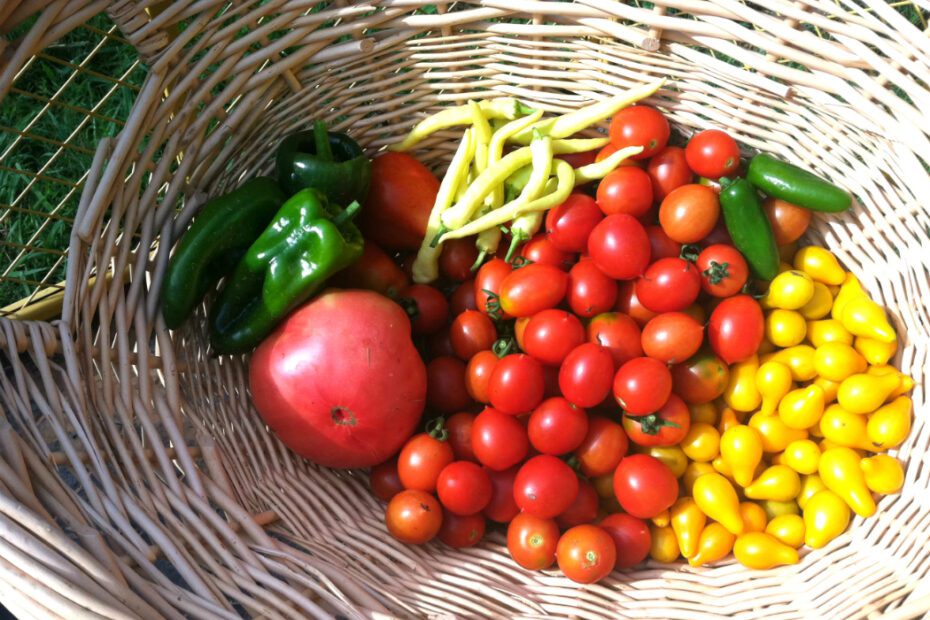 When to Plant Tomatoes in Sc