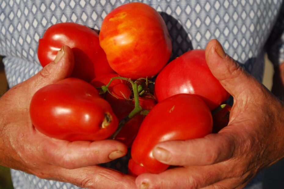 When to Plant Tomatoes Long Island