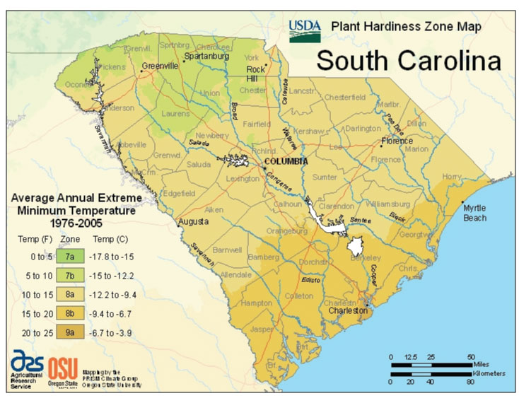 When to Plant Tomatoes South Carolina