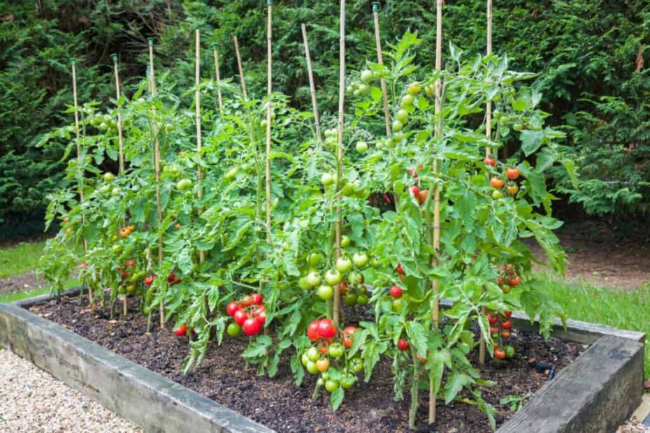 When to Plant Tomatoes Wisconsin