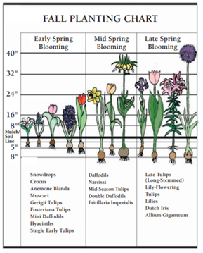 when to plant tulip bulbs in new england