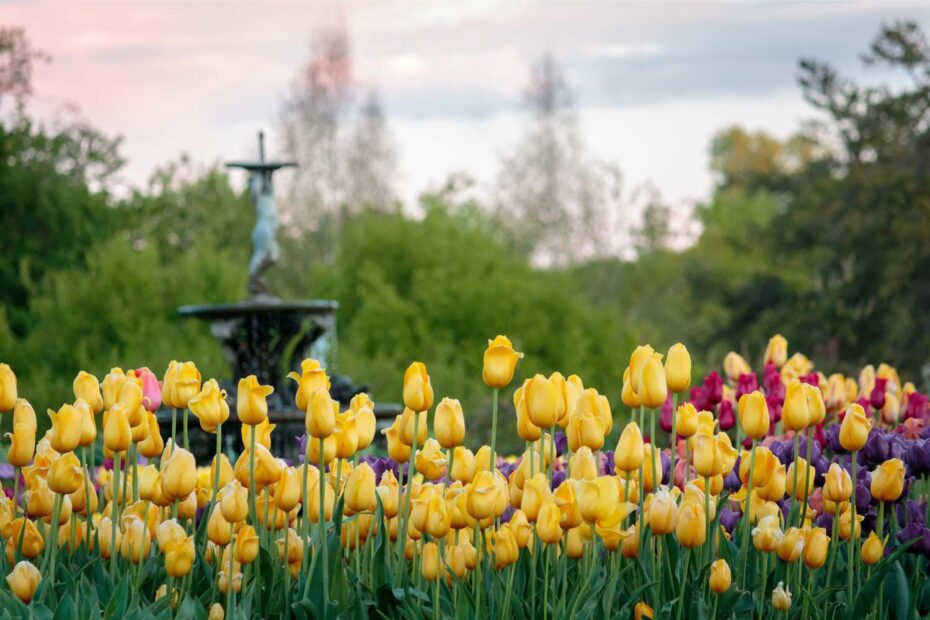 When to Plant Tulips in Mn