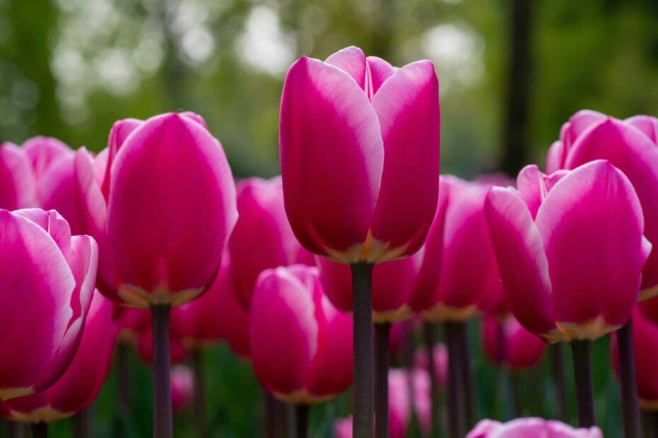 When to Plant Tulips in Nebraska