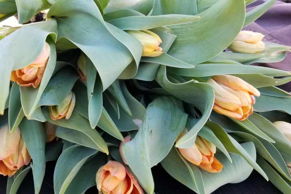 when to plant tulips in sc