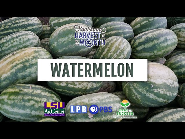 When to Plant Watermelon in Louisiana