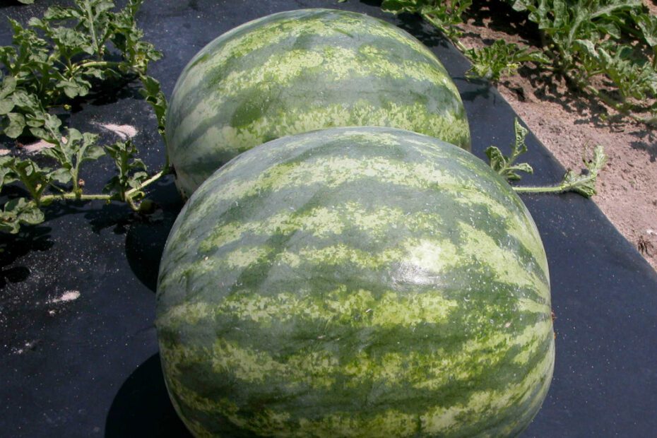 when to plant watermelon in sc